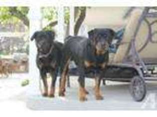 Rottweiler Puppy for sale in CAMARILLO, CA, USA
