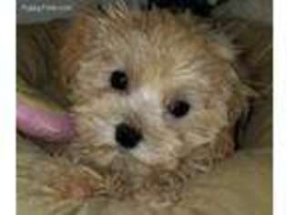 Mutt Puppy for sale in Converse, TX, USA