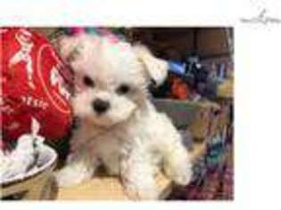 Maltese Puppy for sale in West Palm Beach, FL, USA