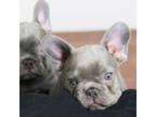 French Bulldog Puppy for sale in Newberry Springs, CA, USA