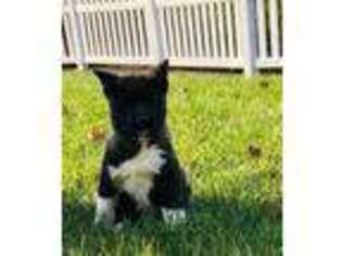 Akita Puppy for sale in Millerstown, PA, USA