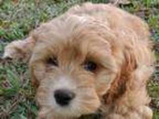 Cavapoo Puppy for sale in Monroe, NC, USA