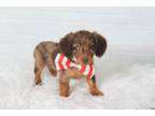 Dachshund Puppy for sale in Lodi, NY, USA
