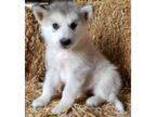 Alaskan Malamute Puppy for sale in Bushnell, IL, USA