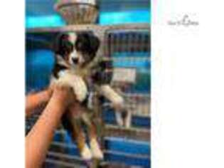 Australian Shepherd Puppy for sale in Hattiesburg, MS, USA