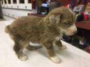 Mutt Puppy for sale in Union City, OH, USA