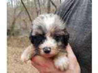Mutt Puppy for sale in Bremen, GA, USA