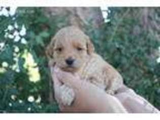 Goldendoodle Puppy for sale in Roosevelt, UT, USA