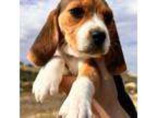 Beagle Puppy for sale in Folsom, CA, USA