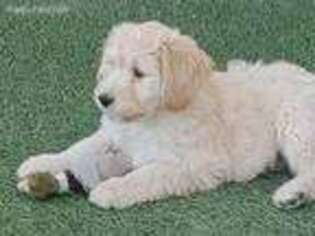 Labradoodle Puppy for sale in Waddell, AZ, USA