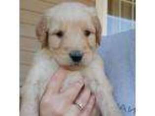 Goldendoodle Puppy for sale in Siloam Springs, AR, USA