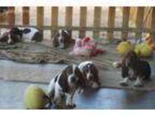 Basset Hound Puppy for sale in Yucca Valley, CA, USA