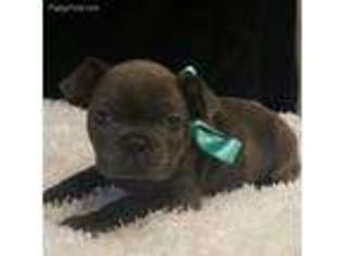 French Bulldog Puppy for sale in Millbury, MA, USA