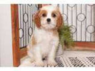 Cavapoo Puppy for sale in Bonita Springs, FL, USA