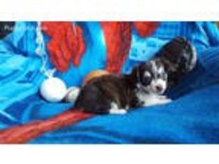 Chihuahua Puppy for sale in Lone Grove, OK, USA