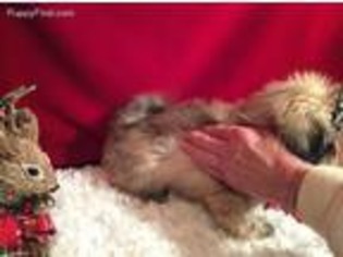 Mutt Puppy for sale in Gatlinburg, TN, USA