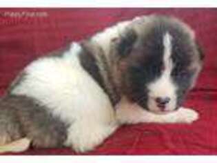 Akita Puppy for sale in New London, IA, USA