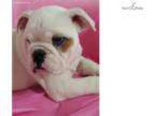 Bulldog Puppy for sale in Worcester, MA, USA