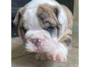 Bulldog Puppy for sale in Spring, TX, USA