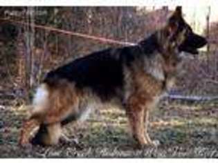 German Shepherd Dog Puppy for sale in Lenora, KS, USA