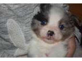 Miniature Australian Shepherd Puppy for sale in Cheyenne, WY, USA
