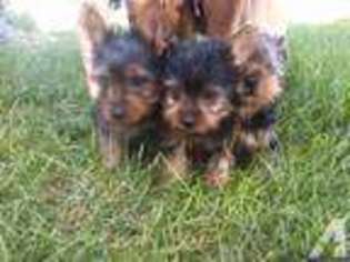 Yorkshire Terrier Puppy for sale in PERRY, IA, USA