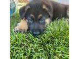 German Shepherd Dog Puppy for sale in Haverhill, MA, USA