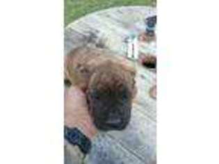 Cane Corso Puppy for sale in Federalsburg, MD, USA