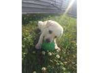 Labrador Retriever Puppy for sale in Danville, IN, USA