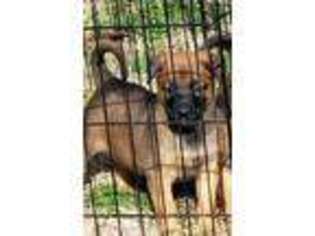 Belgian Malinois Puppy for sale in Newnan, GA, USA