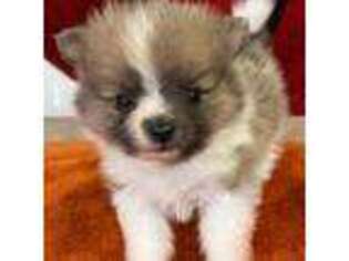 Pomeranian Puppy for sale in Stewartsville, NJ, USA