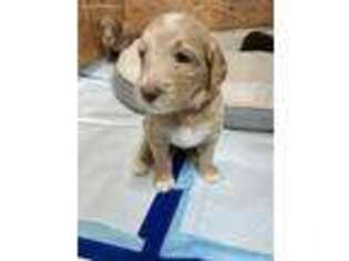 Labradoodle Puppy for sale in Wesson, MS, USA