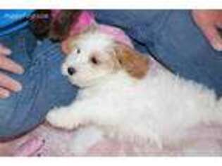 Cavachon Puppy for sale in Mountain Grove, MO, USA