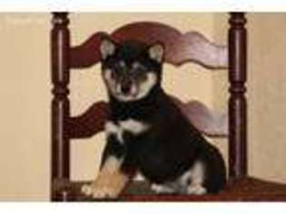 Shiba Inu Puppy for sale in Mountain Grove, MO, USA