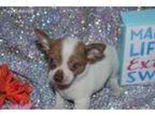 Chihuahua Puppy for sale in Medina, TX, USA