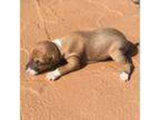 Italian Greyhound Puppy for sale in Scottsdale, AZ, USA