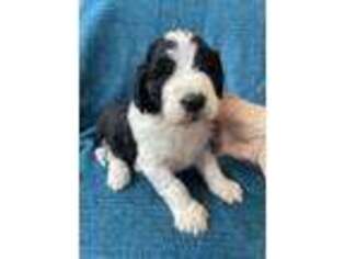 Mutt Puppy for sale in Jefferson, OH, USA