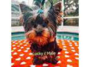Yorkshire Terrier Puppy for sale in Tarpon Springs, FL, USA
