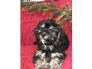 Cavapoo Puppy for sale in Boone, NC, USA