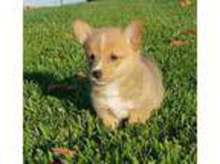 Pembroke Welsh Corgi Puppy for sale in West Point, IA, USA