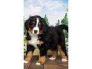 Bernese Mountain Dog Puppy for sale in Gurnee, IL, USA