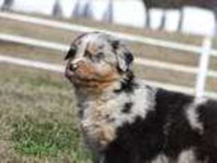 Australian Shepherd Puppy for sale in Ozark, AR, USA