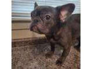 French Bulldog Puppy for sale in Paragould, AR, USA