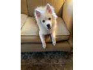 American Eskimo Dog Puppy for sale in Mendon, MA, USA