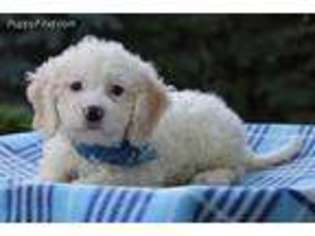 Cavachon Puppy for sale in Eden Valley, MN, USA