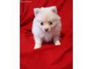 Pomeranian Puppy for sale in Sanderson, TX, USA