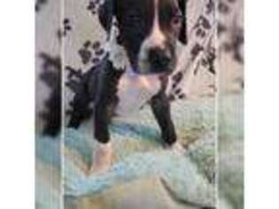Great Dane Puppy for sale in Sorrento, LA, USA