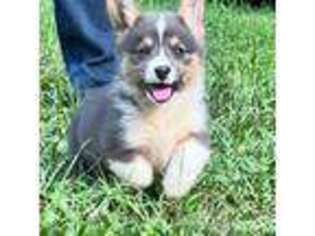 Pembroke Welsh Corgi Puppy for sale in Taylorsville, NC, USA