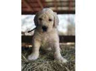 Labradoodle Puppy for sale in Concord, GA, USA