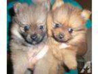Pomeranian Puppy for sale in LAS CRUCES, NM, USA